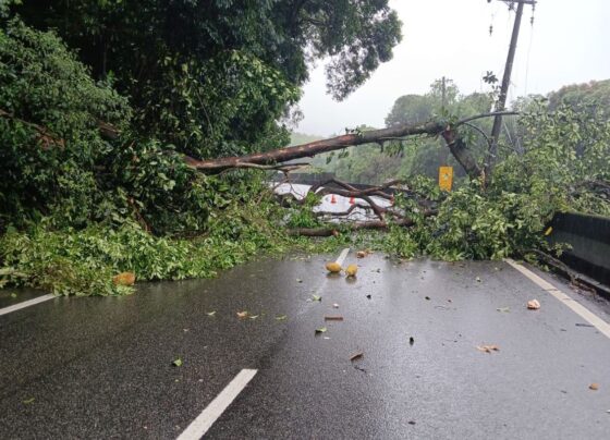 Retorno do litoral: rodovias de SP sofrem lentidão e queda de árvore - destaque galeria