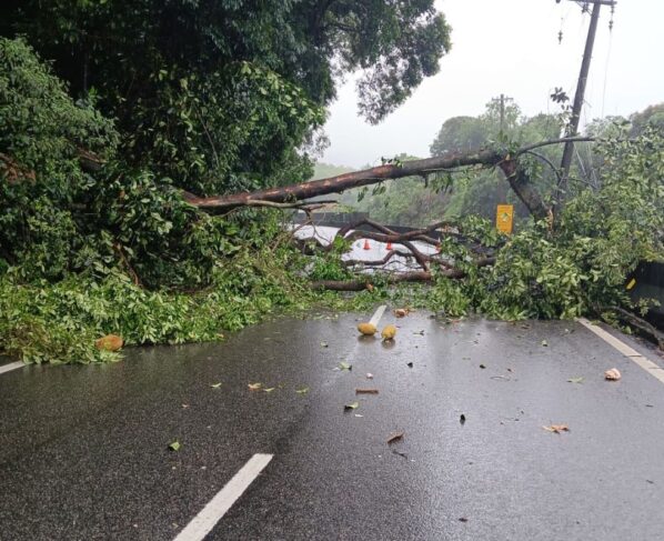 Retorno do litoral: rodovias de SP sofrem lentidão e queda de árvore - destaque galeria
