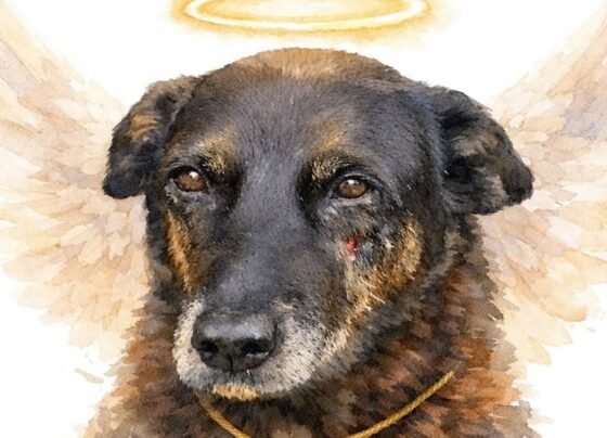 Cão Orelha recebe homenagem nas redes sociais