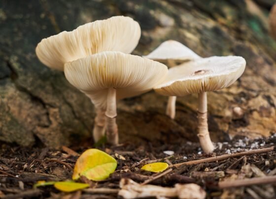 Imagem de um cogumelo. Metrópoles