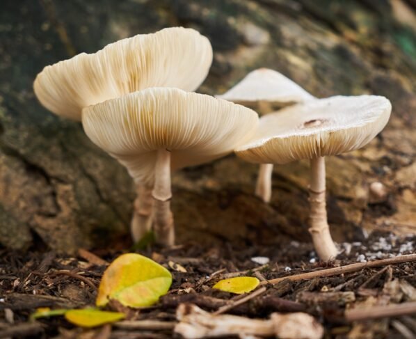 Imagem de um cogumelo. Metrópoles