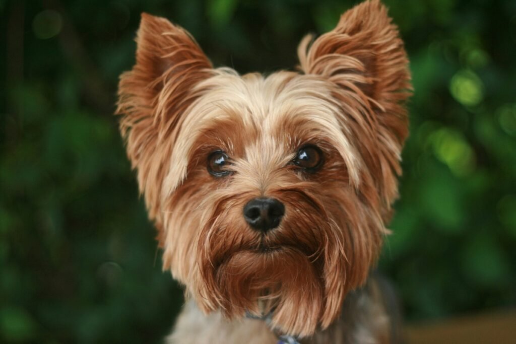 Imagem colorida de cão da raça Yorkshire Terrier - Metrópoles