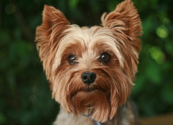 Imagem colorida de cão da raça Yorkshire Terrier - Metrópoles