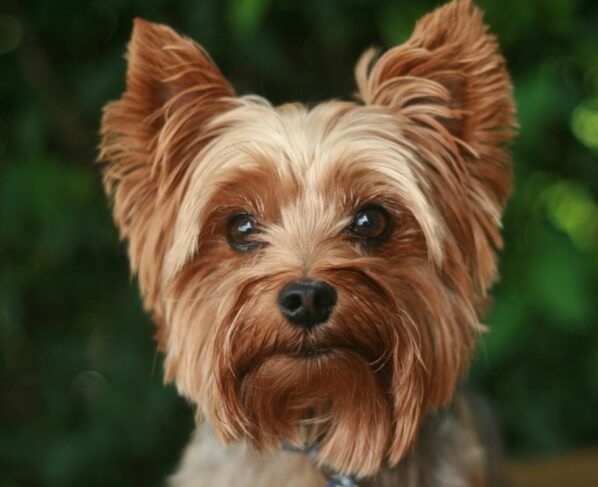 Imagem colorida de cão da raça Yorkshire Terrier - Metrópoles