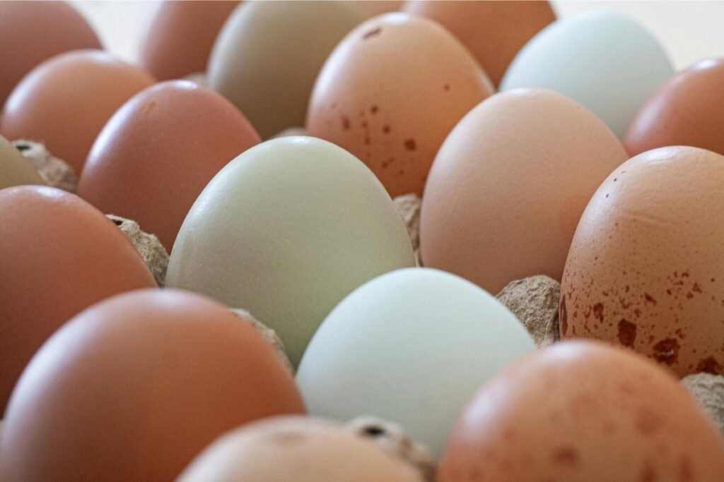 Bandeja de ovos brancos e marrons
