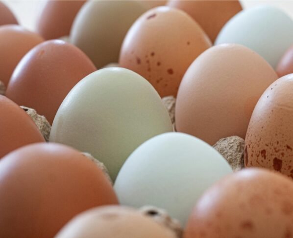 Bandeja de ovos brancos e marrons