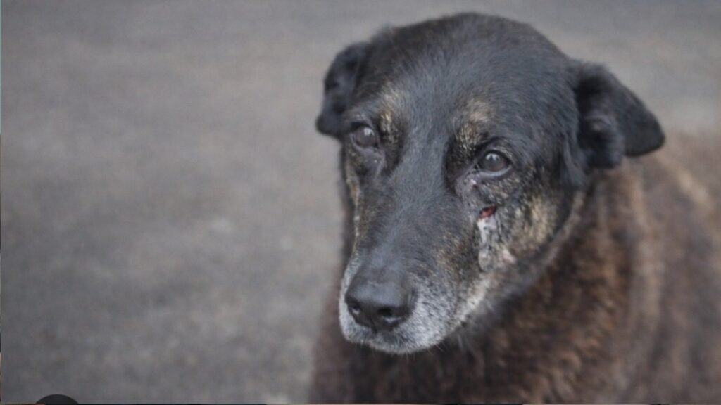 CÃO ORELHA foi vítima de maus-tratos