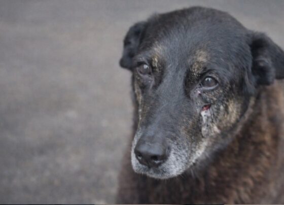 CÃO ORELHA foi vítima de maus-tratos