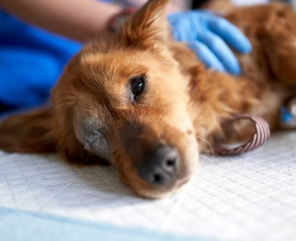 Foto de cachorro deitado - Metrópoles