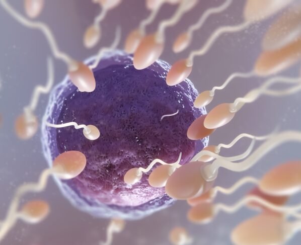 Imagem colorida mostra espermatozoide fecundadando óvulo - Metrópoles