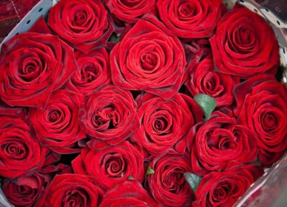 Rosas vermelhas