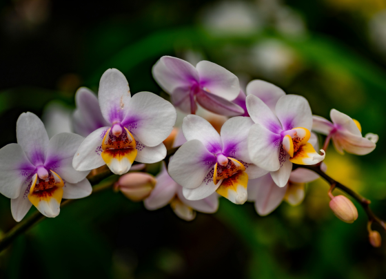 Orquídea como cultivar e fazer a planta durar por anos